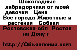 Шоколадные лабрадорчики от моей девочки › Цена ­ 25 000 - Все города Животные и растения » Собаки   . Ростовская обл.,Ростов-на-Дону г.